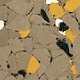 Rare Earth