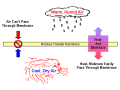 The Membrane