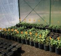 Teak Nursery