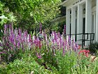 Native Plants conserve water.