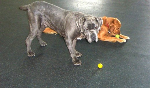 Eco-Rubber Mat for Dog Kennels