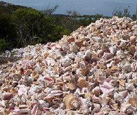 Raw Material Conch Shell