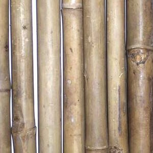 Tam Vong Bamboo Fence