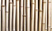 Tonkin Bamboo Fence