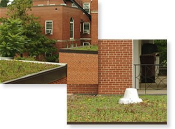 Green Vegetated Roof