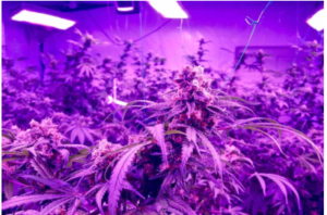 LED grow lights