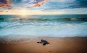turtle-friendly lighting