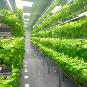 indoor grow room